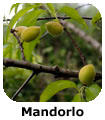 Mandorlo